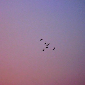 Voleurs de Violet à Roses, Purple Highjack with Gun & Roses(50x50)